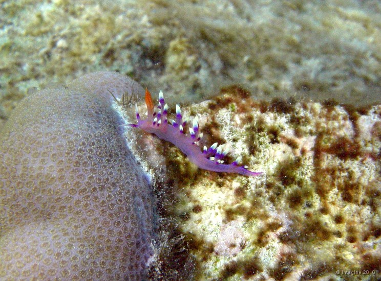 96- Rencontre avec un nudibranche flabellina exoptata - Ilot Signal.JPG
